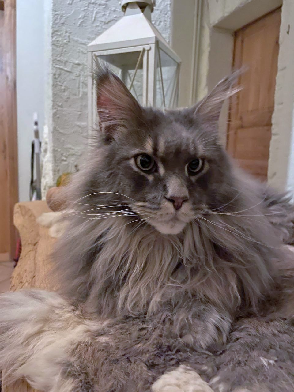 Buddy Jun. geht es super Buddy Jun. geht es super