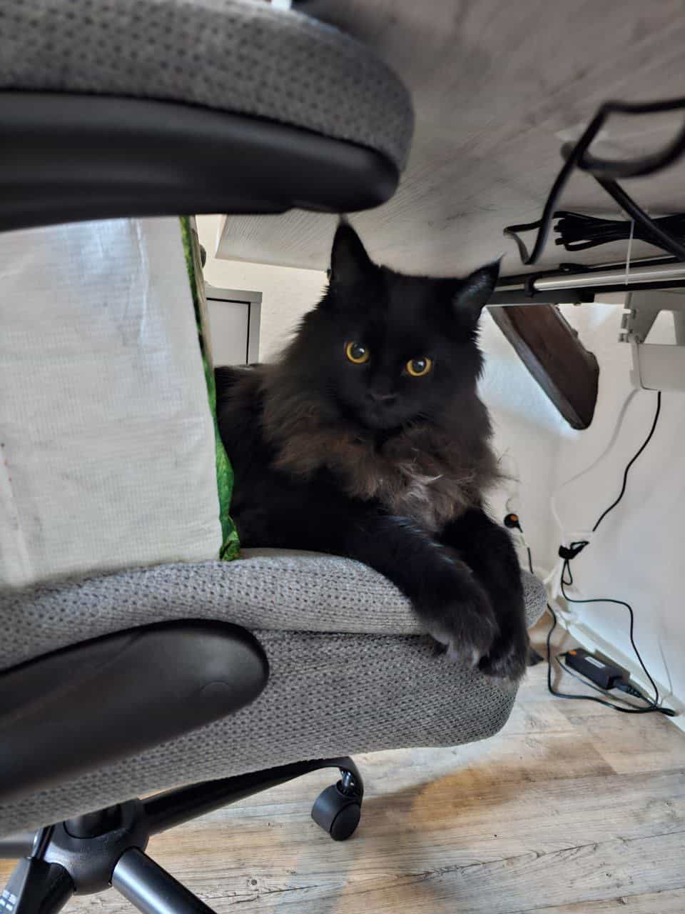 Da ist auch trotz Tüte Platz für mich, weil das MEIN Sessel ist! Punkt! Da ist auch trotz Tüte Platz für mich, weil das MEIN Sessel ist! Punkt!