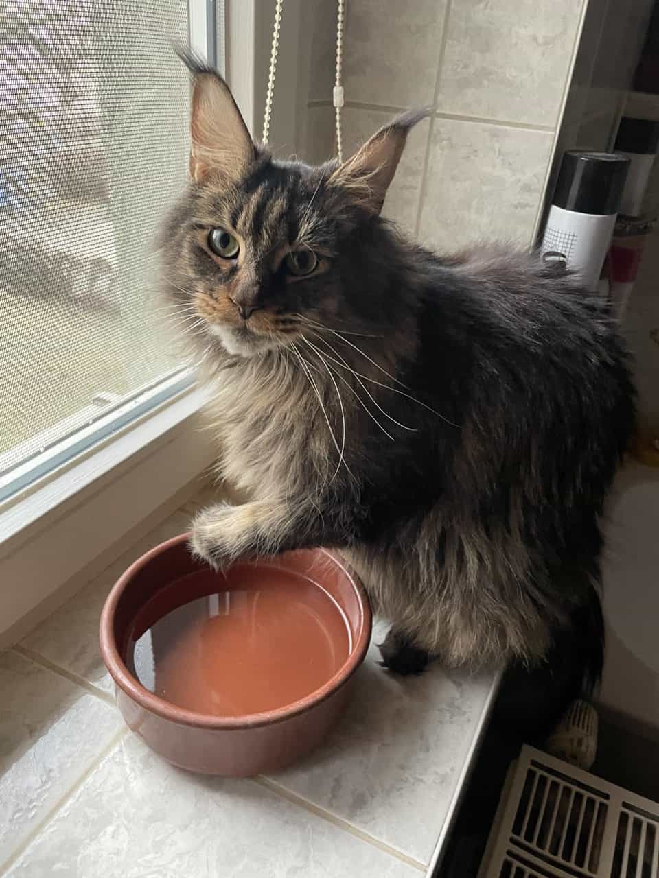 Darky of MCC Darky of MCC