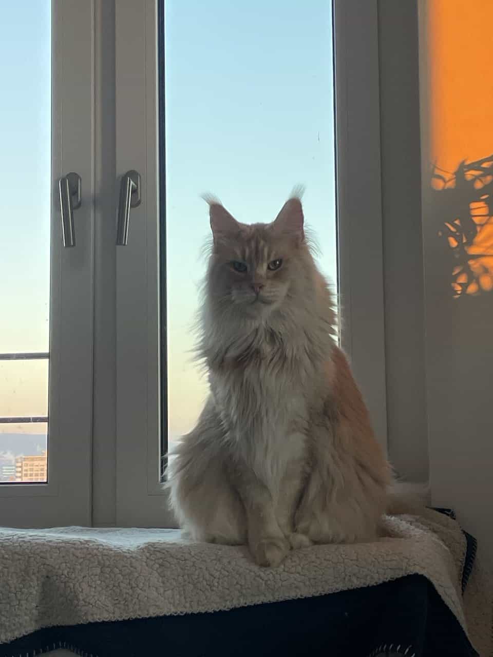 Das Weckkommando steht Gewehr bei Fuß Das Weckkommando steht Gewehr bei Fuß