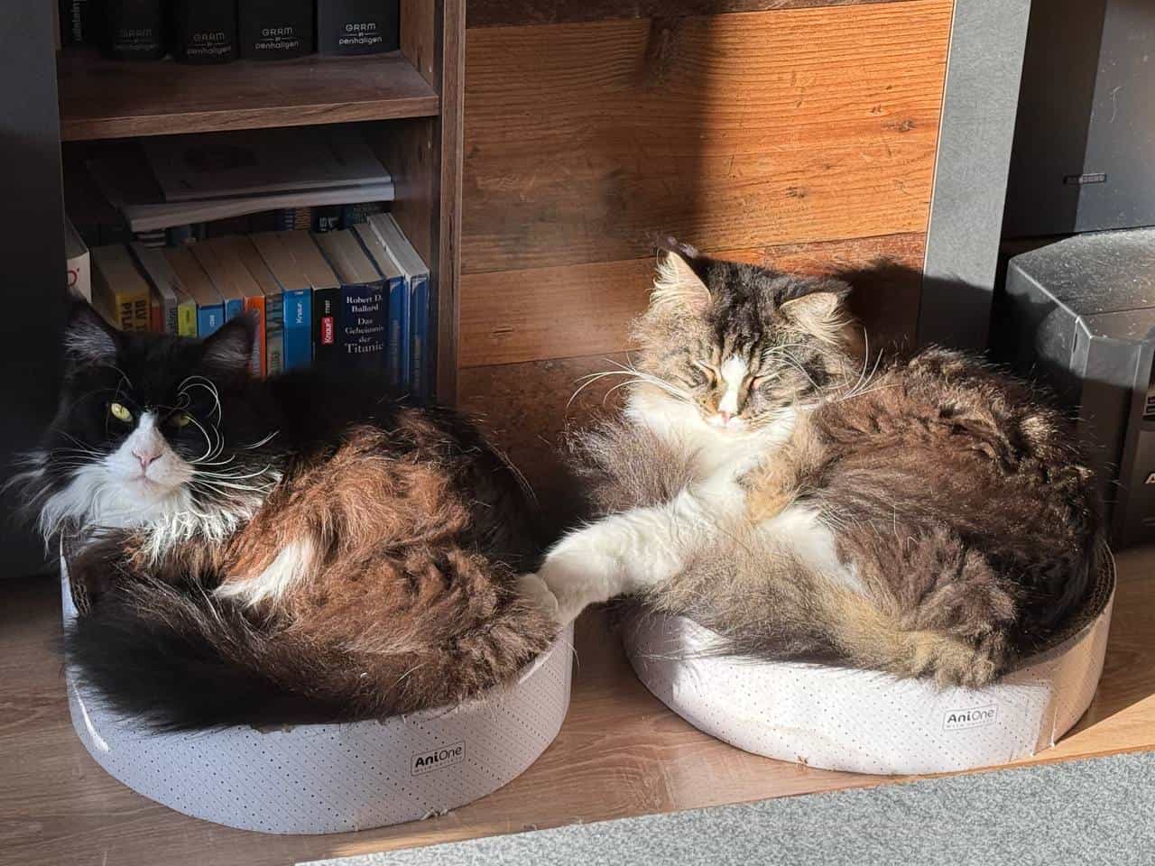 Die zwei großen unter sich Die zwei großen unter sich