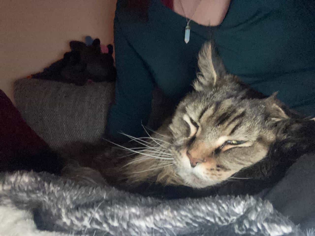 Erwin beim morgendlichen kuscheln Erwin beim morgendlichen kuscheln