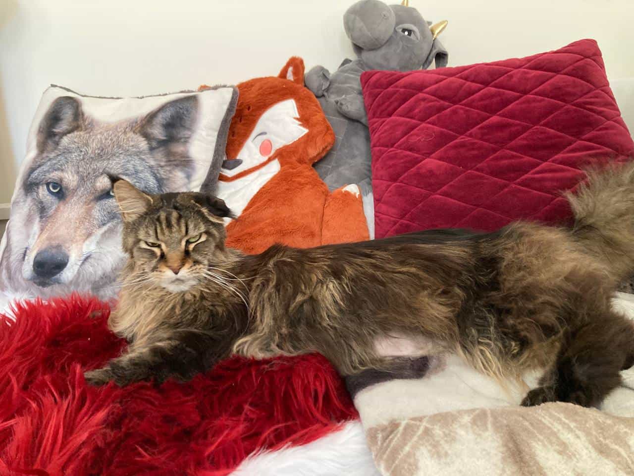 Erwin ganz entspannt auf der Couch Erwin ganz entspannt auf der Couch