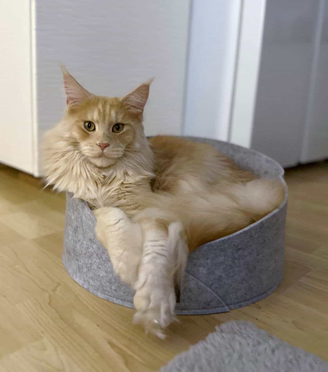 Es gab ein neues rundes Körbchen mit Kratzpappe Es gab ein neues rundes Körbchen mit Kratzpappe