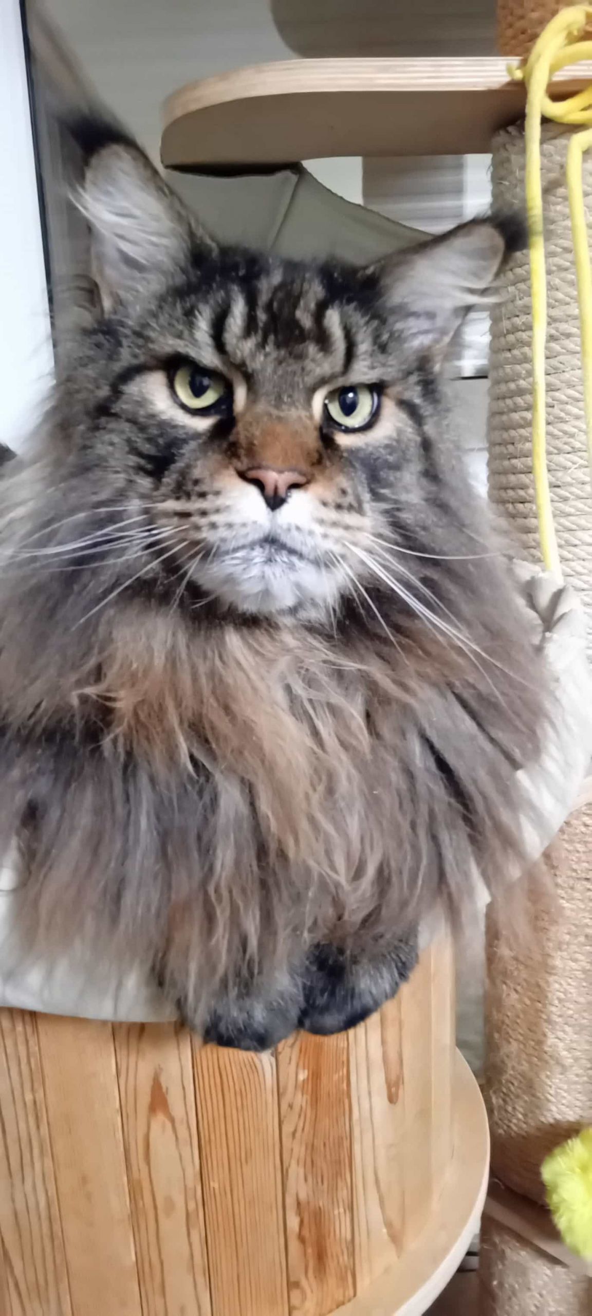 Heinz of Maine Coon Castle 9 Jahre alt Heinz of Maine Coon Castle 9 Jahre alt