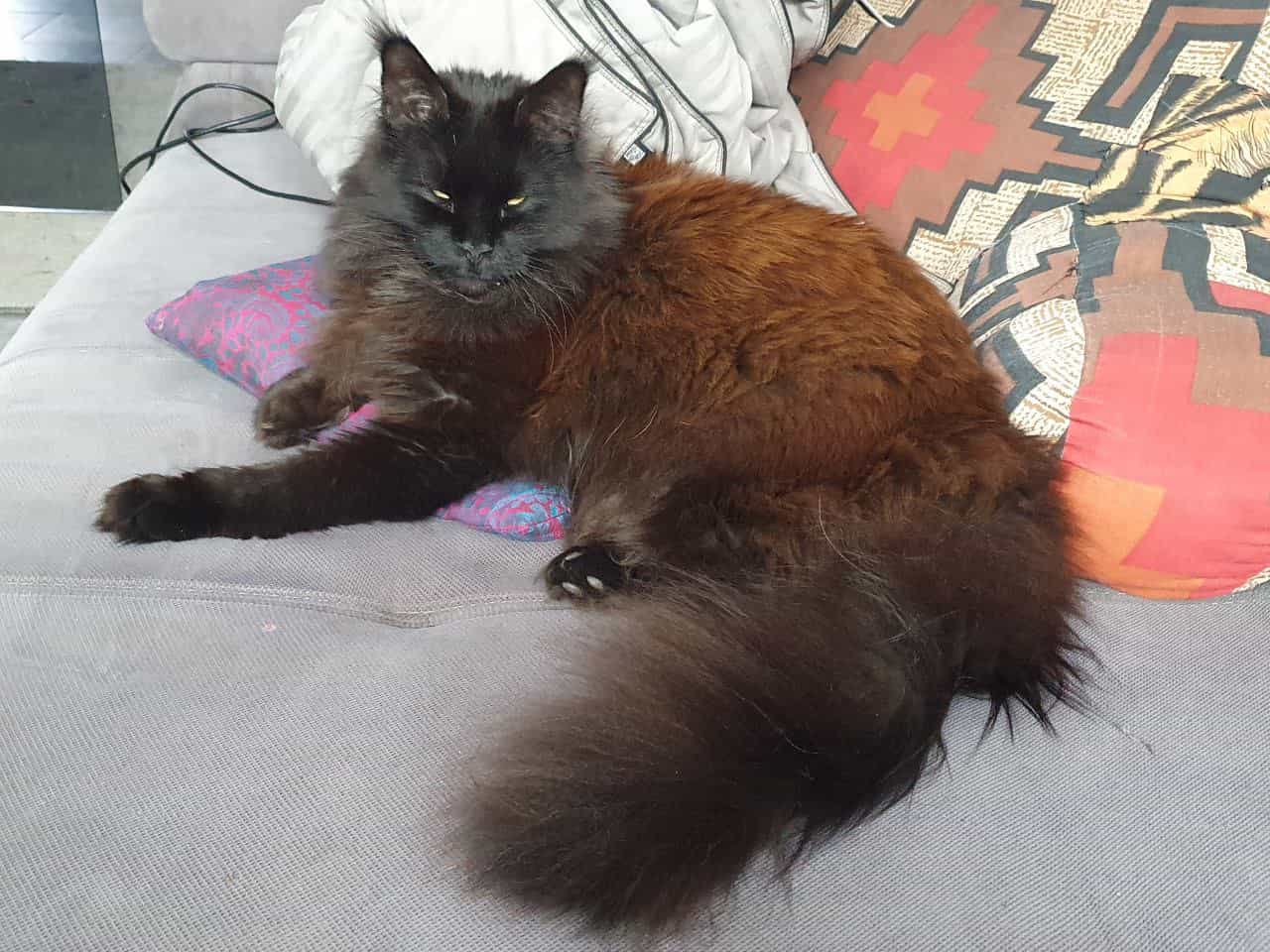 Hertha of MCC Hertha of MCC