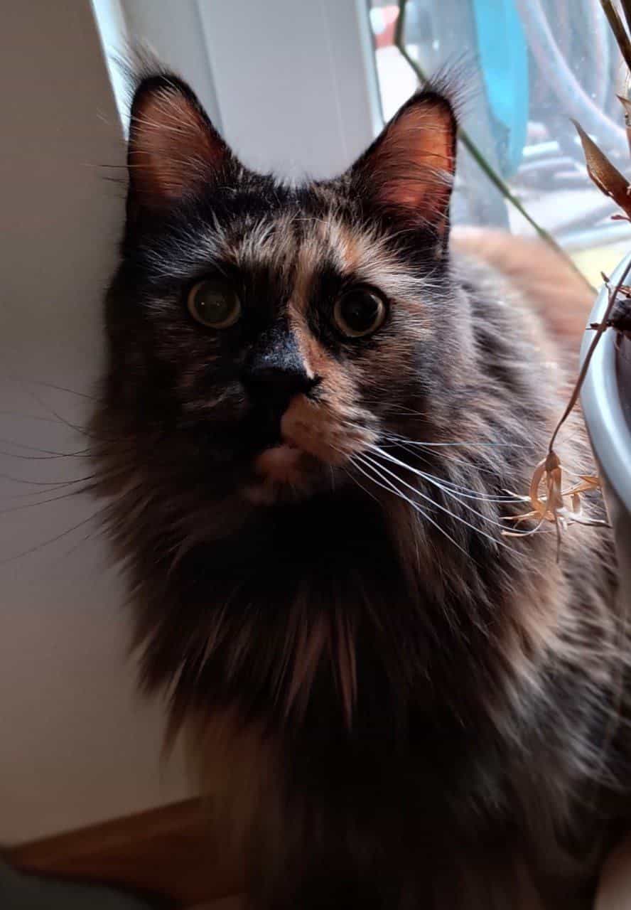 It’s meow Purrsday!!!! It's meow Purrsday!!!!