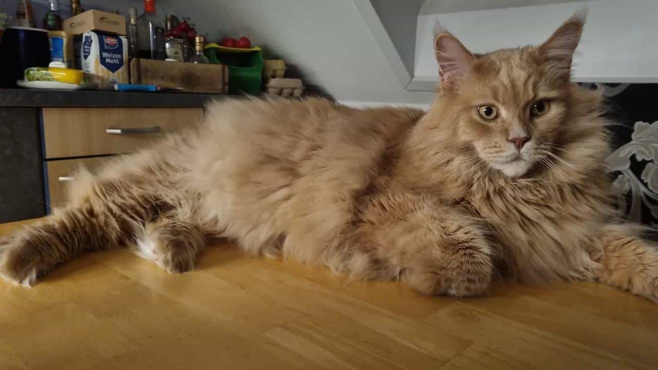 Justus Meine liebe Schwester Jutta, alles Liebe zum Geburtstag Justus Meine liebe Schwester Jutta, alles Liebe zum Geburtstag