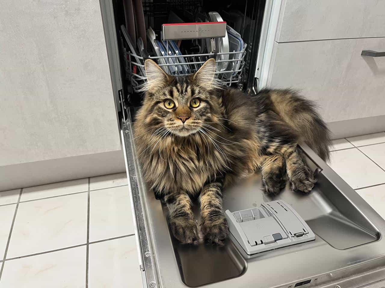 Küchenhilfe Tabby Küchenhilfe Tabby