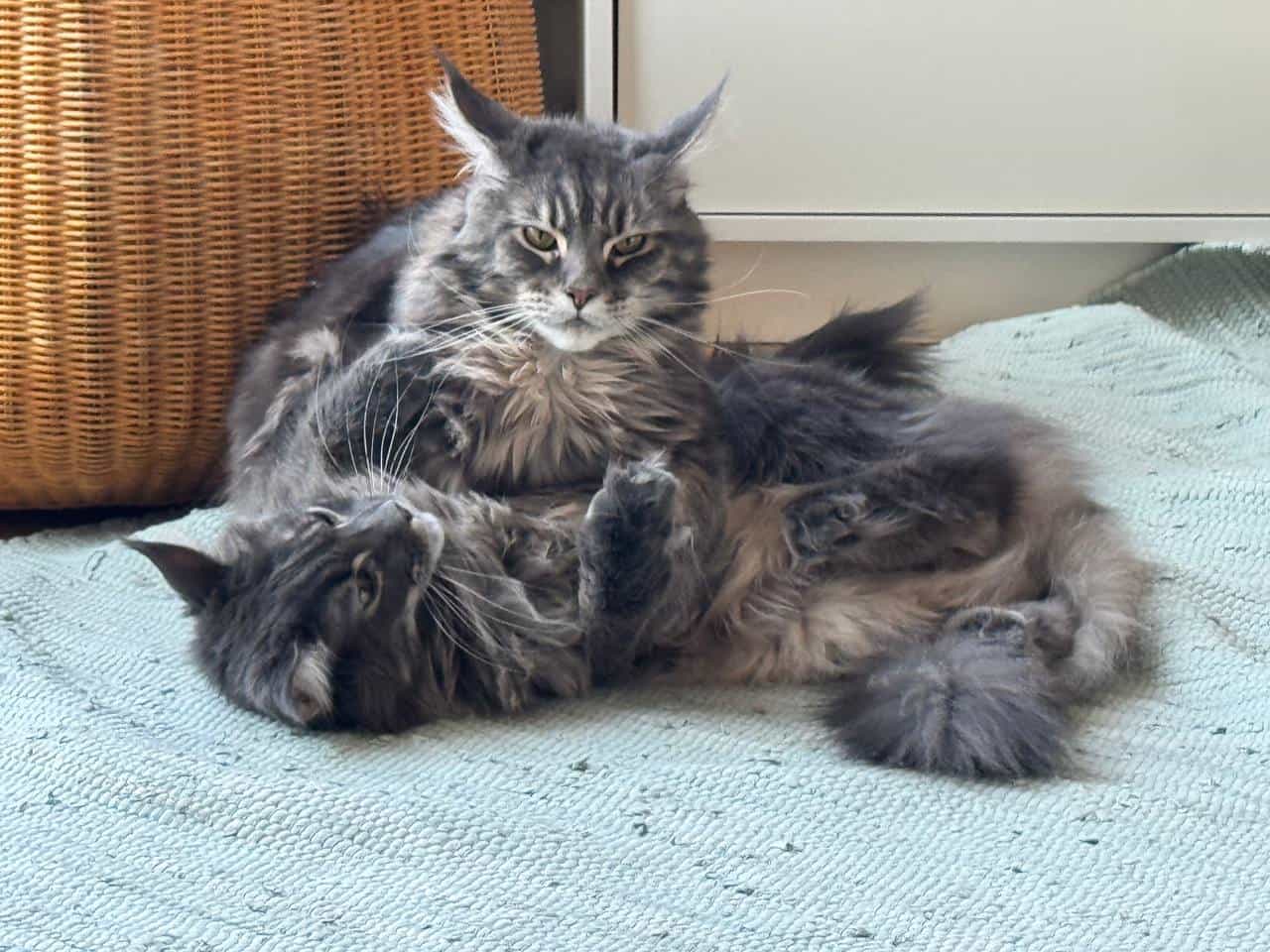 Lacy und Leo Lacy und Leo