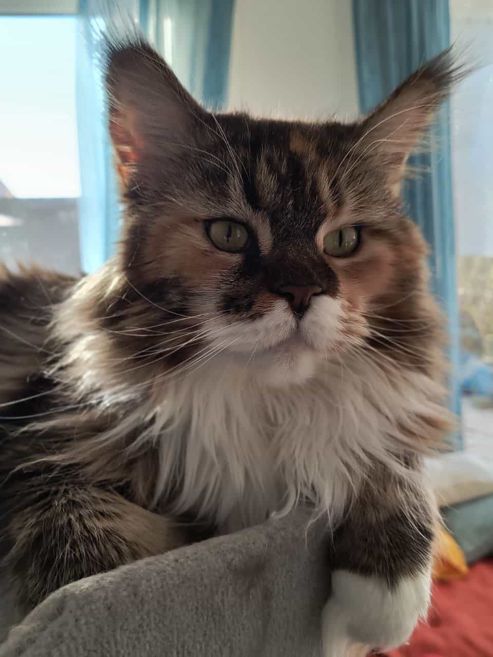 Maine Coon Katze Wilma Maine Coon Katze Wilma