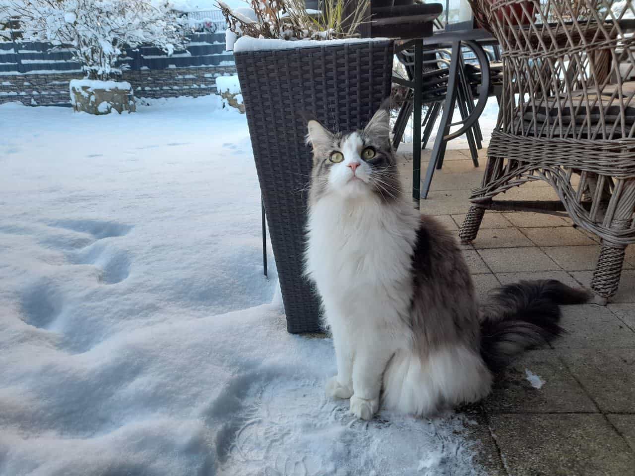 Pelle hat nicht wirklich Bock auf Schnee. Pelle hat nicht wirklich Bock auf Schnee.
