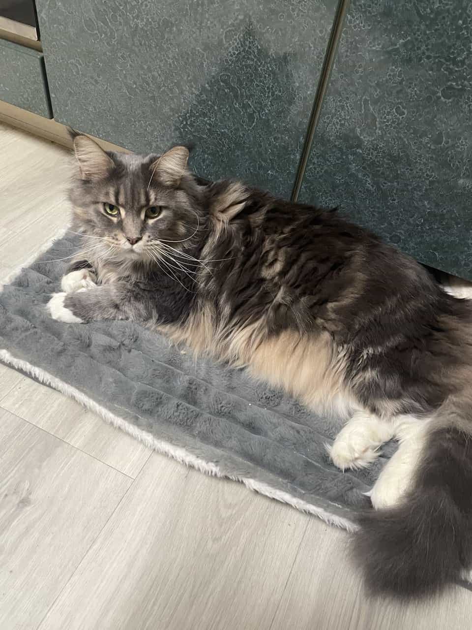 Prinzessin Pummelfee, Xira of MCC, ist müde. Prinzessin Pummelfee, Xira of MCC, ist müde.