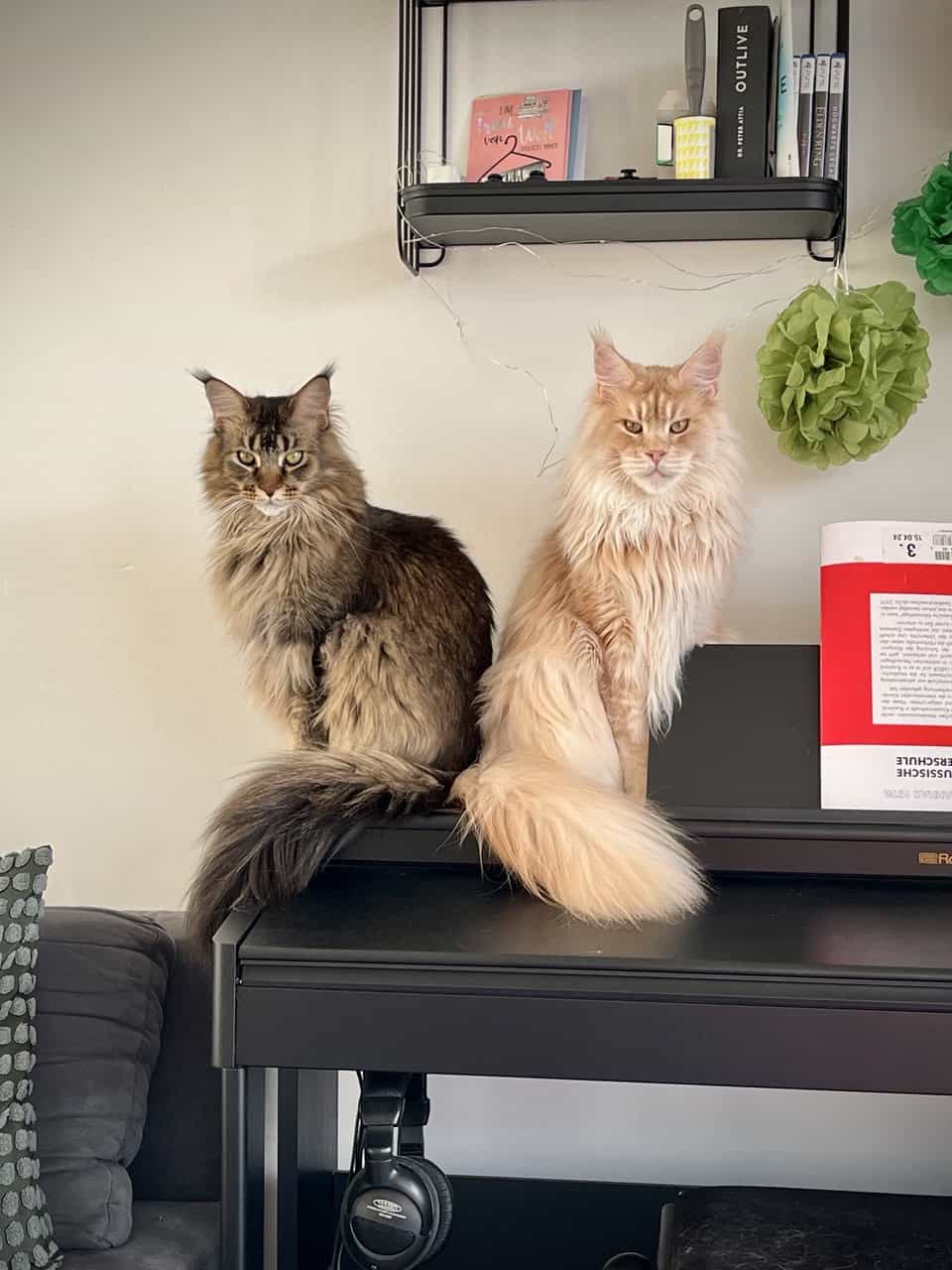 Simba und James Simba und James