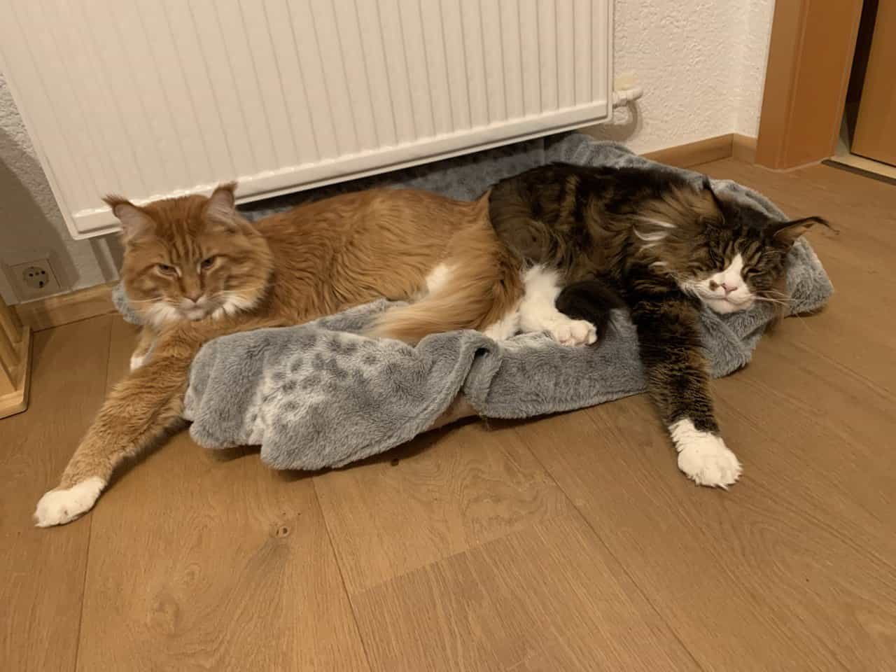 So,die große Kälte kann kommen. So,die große Kälte kann kommen.