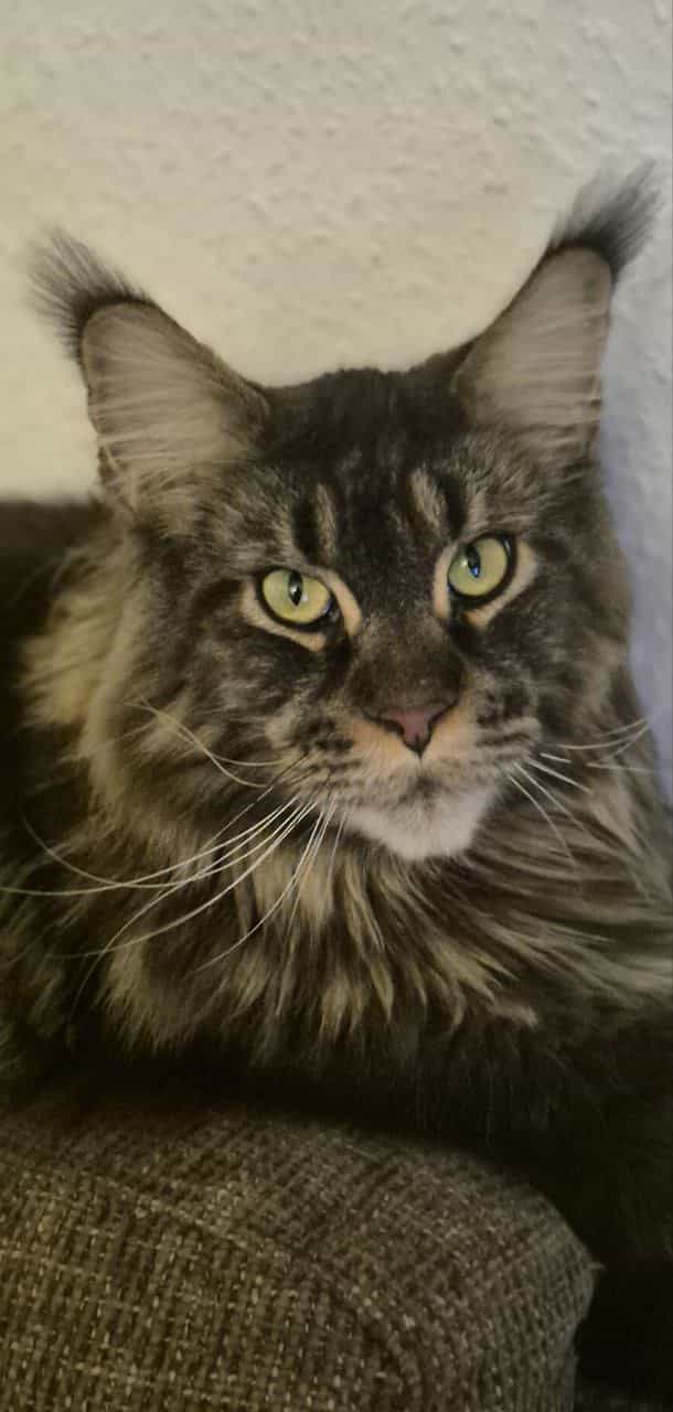 Sohn Haris hat die Ohrpuschel von Mama Wally geerbt Sohn Haris hat die Ohrpuschel von Mama Wally geerbt