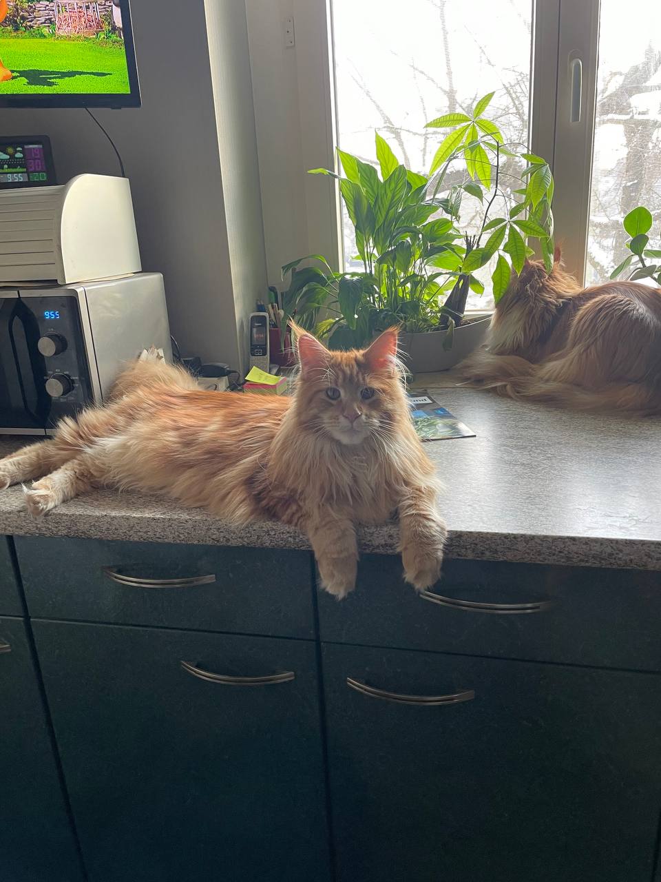 Valentin of MCC in der Pose eines großen, mächtigen Katers. Valentin of MCC in der Pose eines großen, mächtigen Katers.