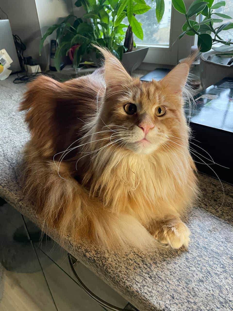 Valentin of MCC wächst und gedeiht Valentin of MCC wächst und gedeiht