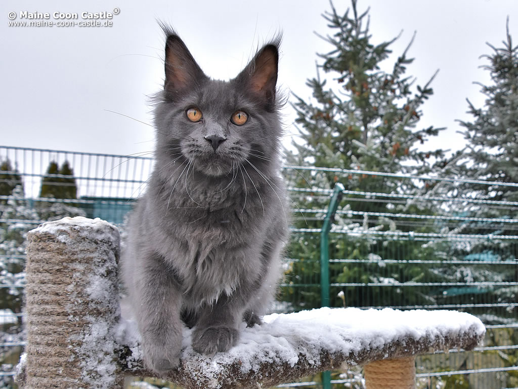 Walther 5 5M 1 Walther 5 5M 1