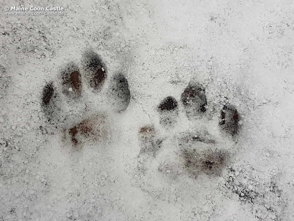 YatonTapsen YatonTapsen