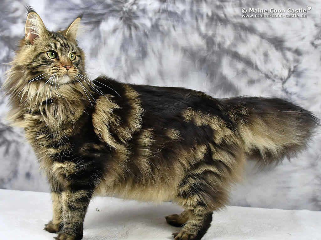 Zarina 10M Zarina 10M