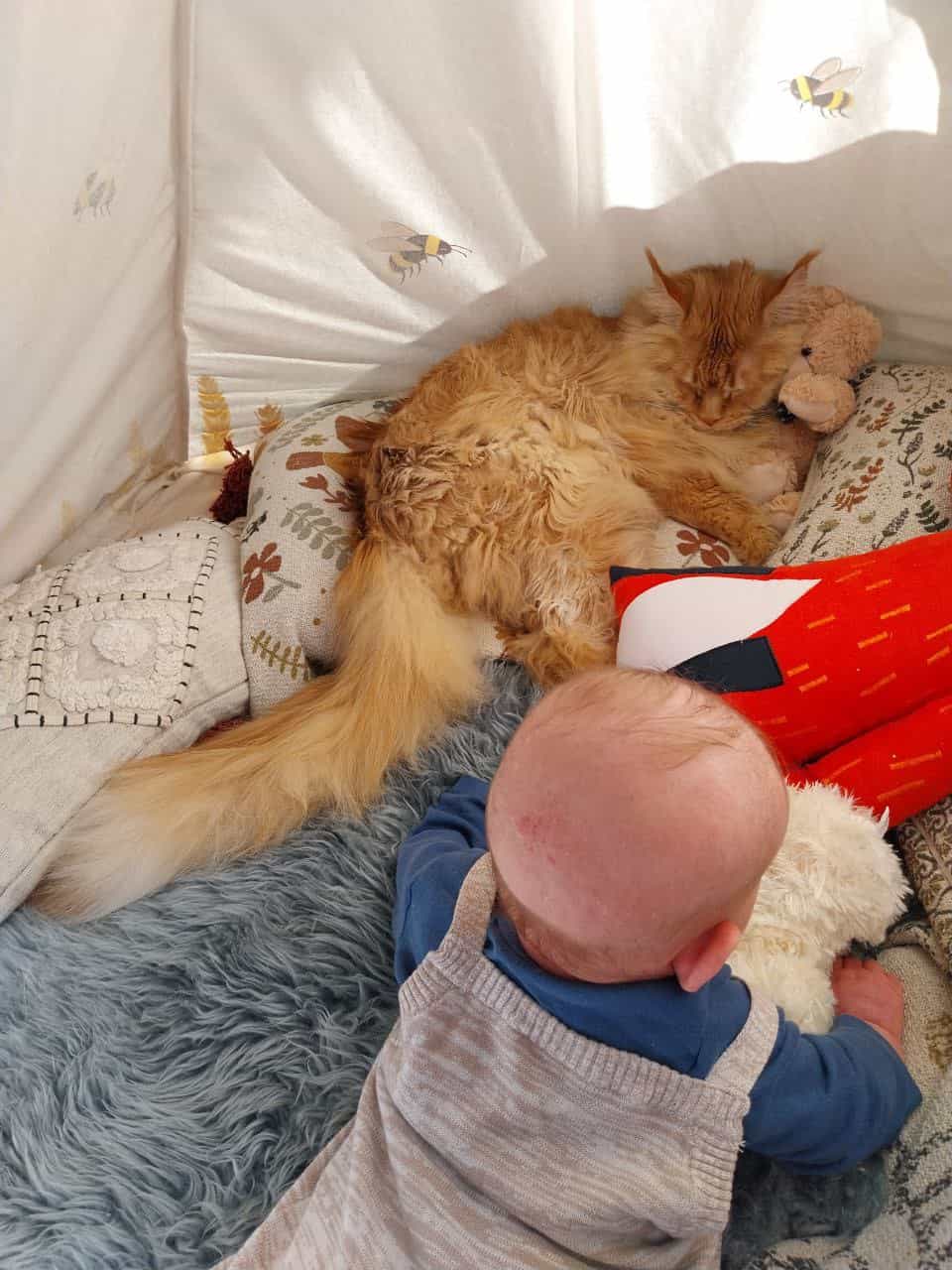 Alexander ist im Zelt. Dave legt sich trotzdem rein Alexander ist im Zelt. Dave legt sich trotzdem rein