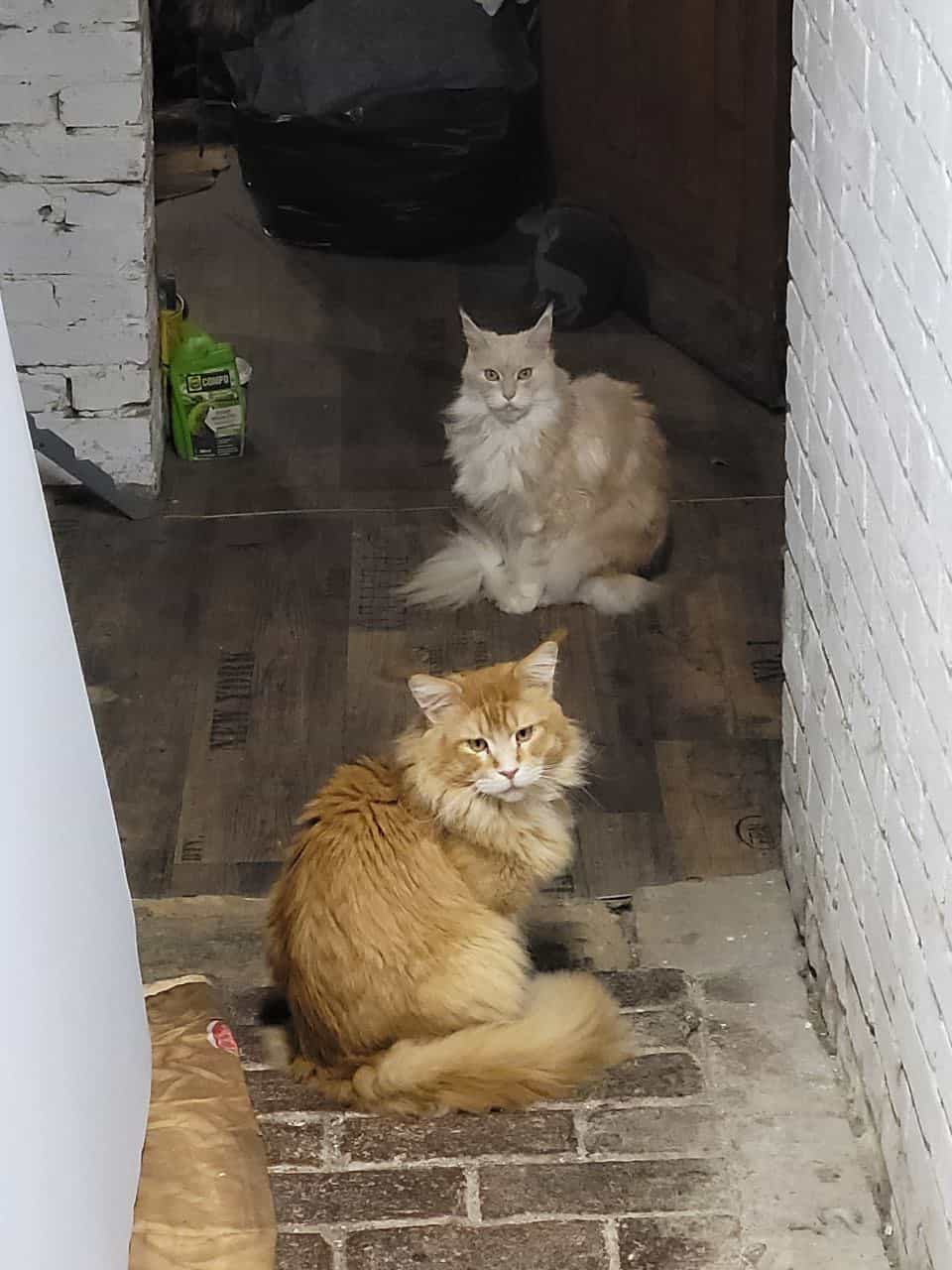 Chiara ist wie ausgewechselt zu Anton, Sie nimmt Ihn an’s Pfötchen und zeigt Anton die Scheune Chiara ist wie ausgewechselt zu Anton, Sie nimmt Ihn an's Pfötchen und zeigt Anton die Scheune