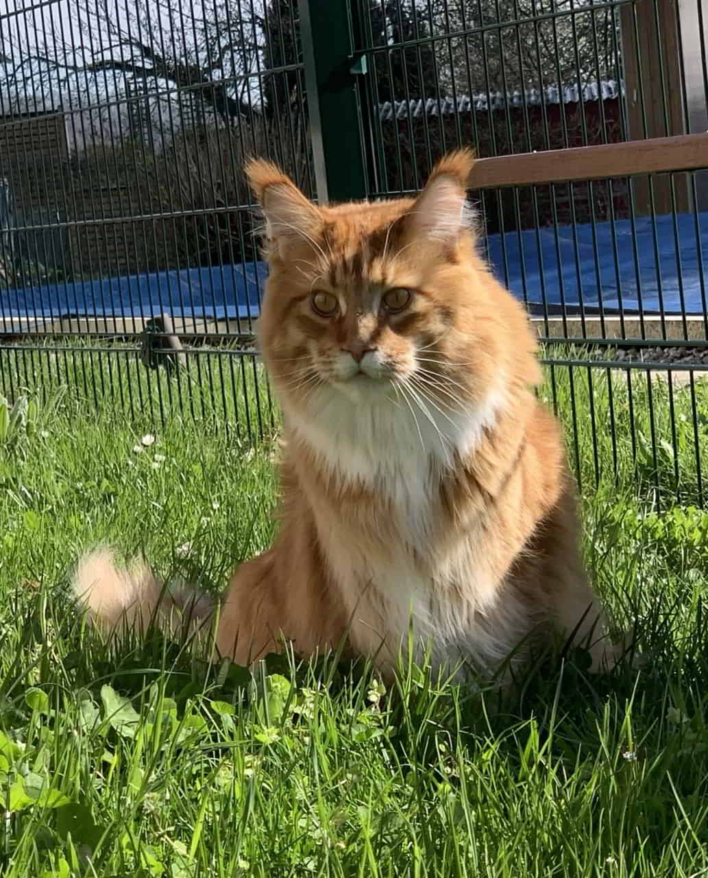 Eddie sitzt lieber im weichen Gras Eddie sitzt lieber im weichen Gras