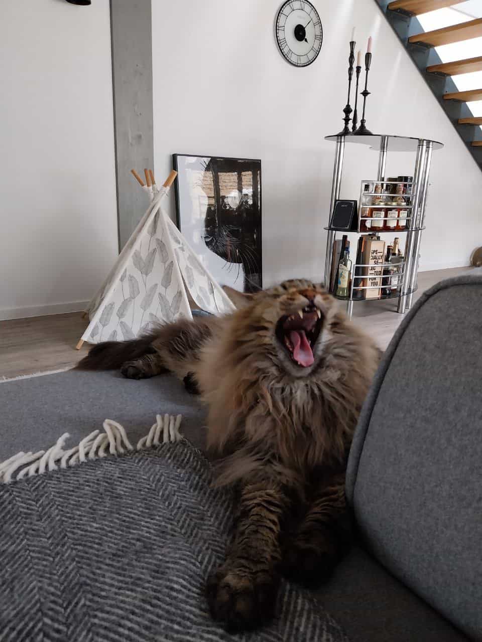 Ein schönes Nachmittagsschläfchen Ein schönes Nachmittagsschläfchen