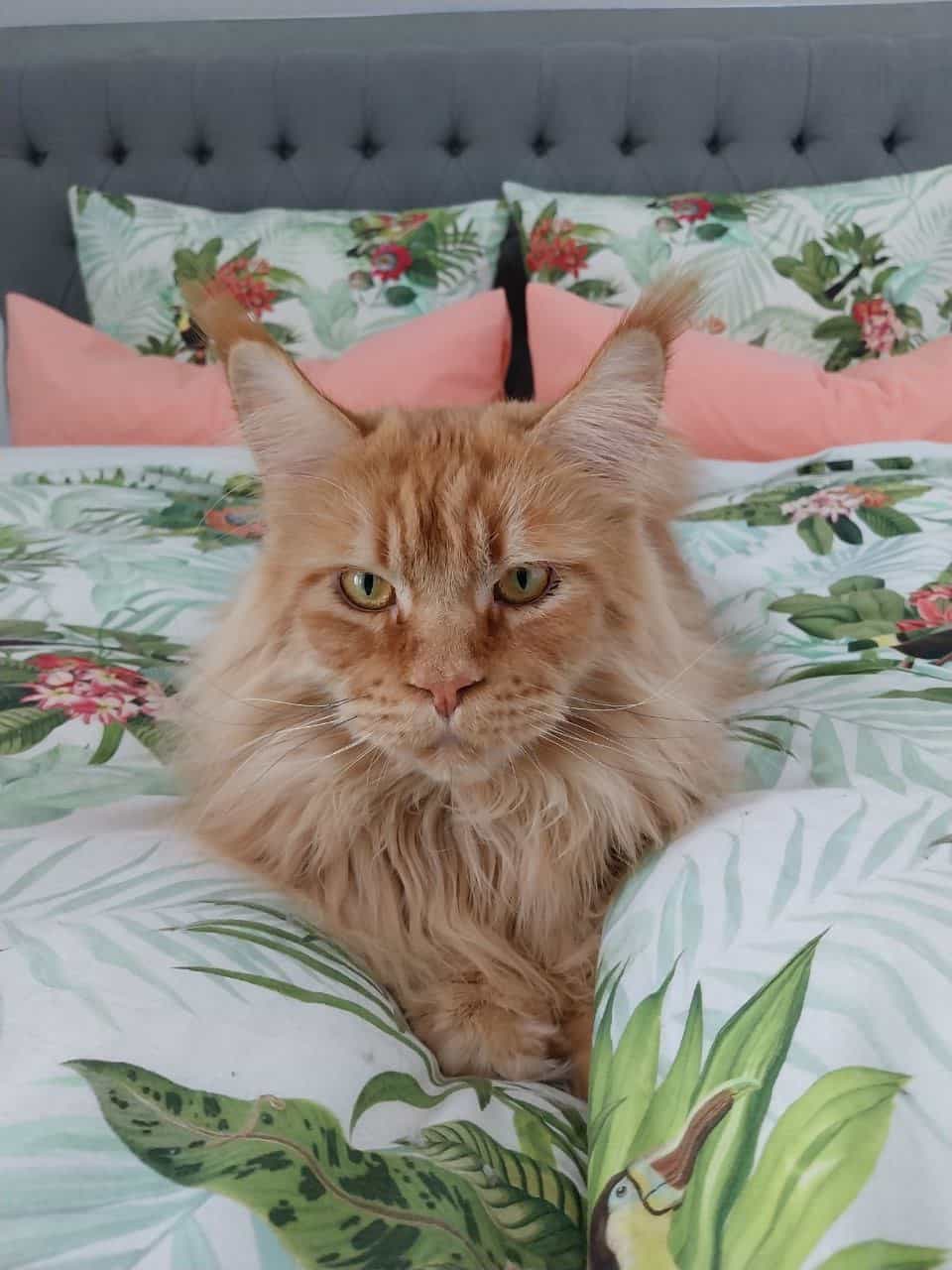 Familienkater in natürlicher Umgebung Familienkater in natürlicher Umgebung