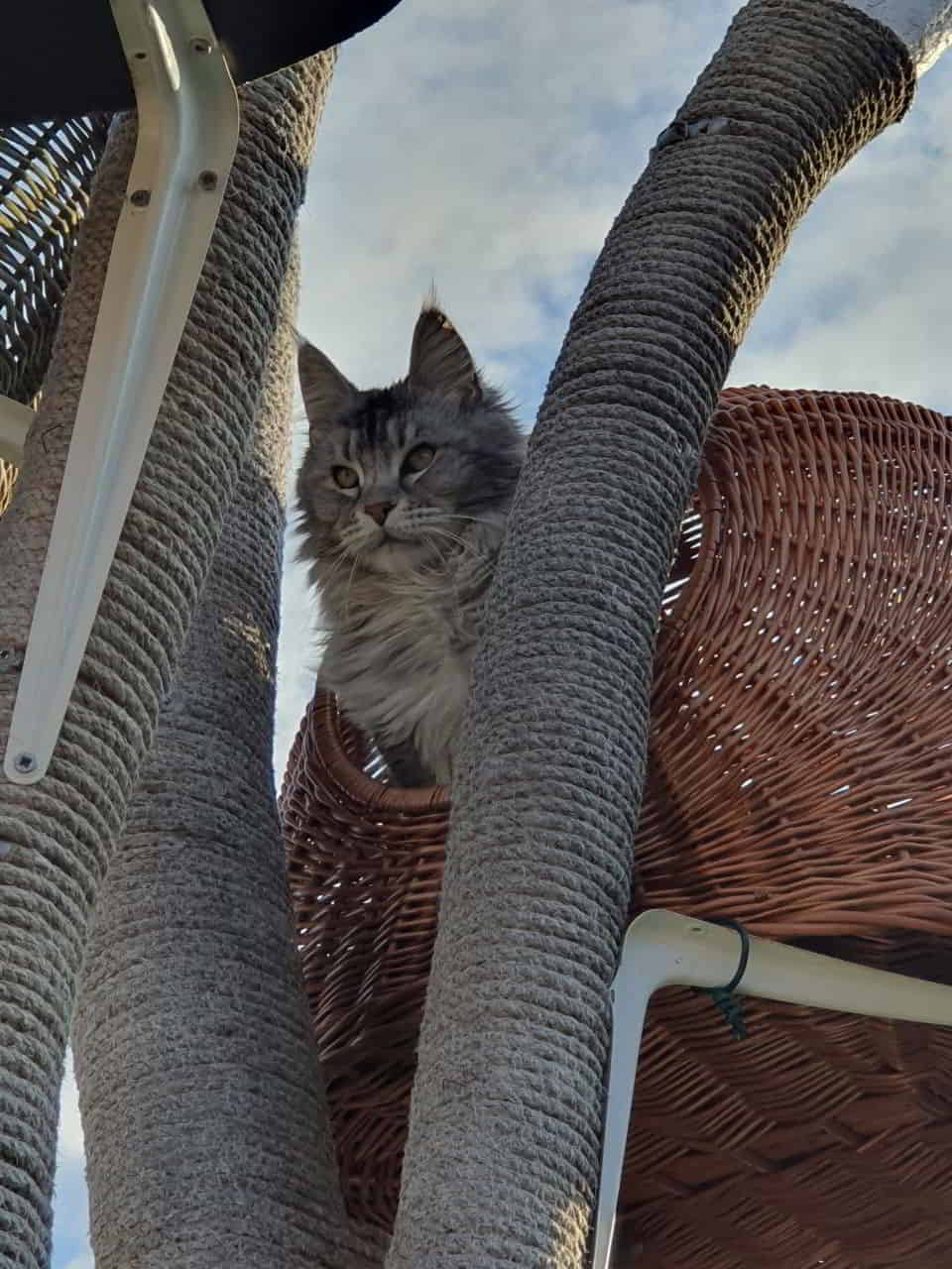 Franny hat den Korb für okay befunden Franny hat den Korb für okay befunden