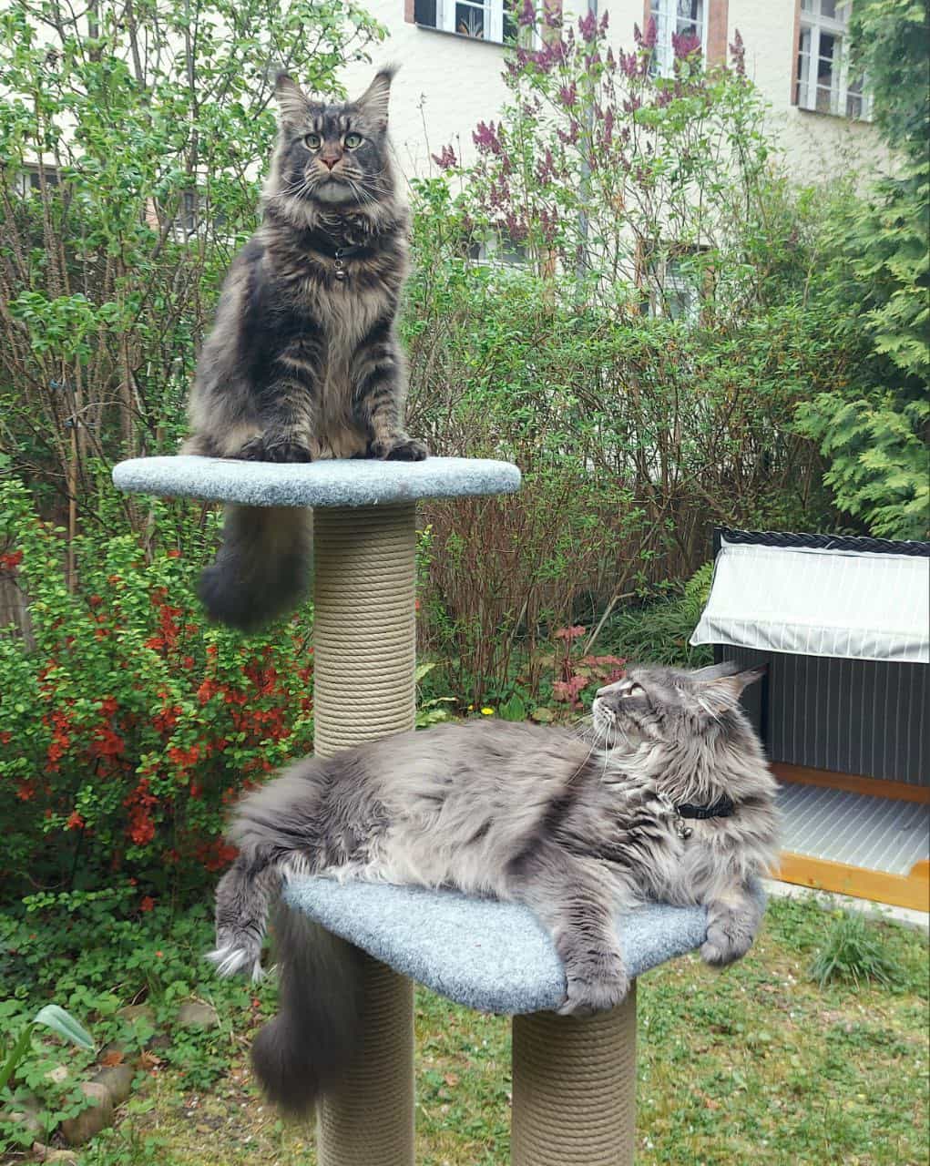 Haris und Hanka Haris und Hanka