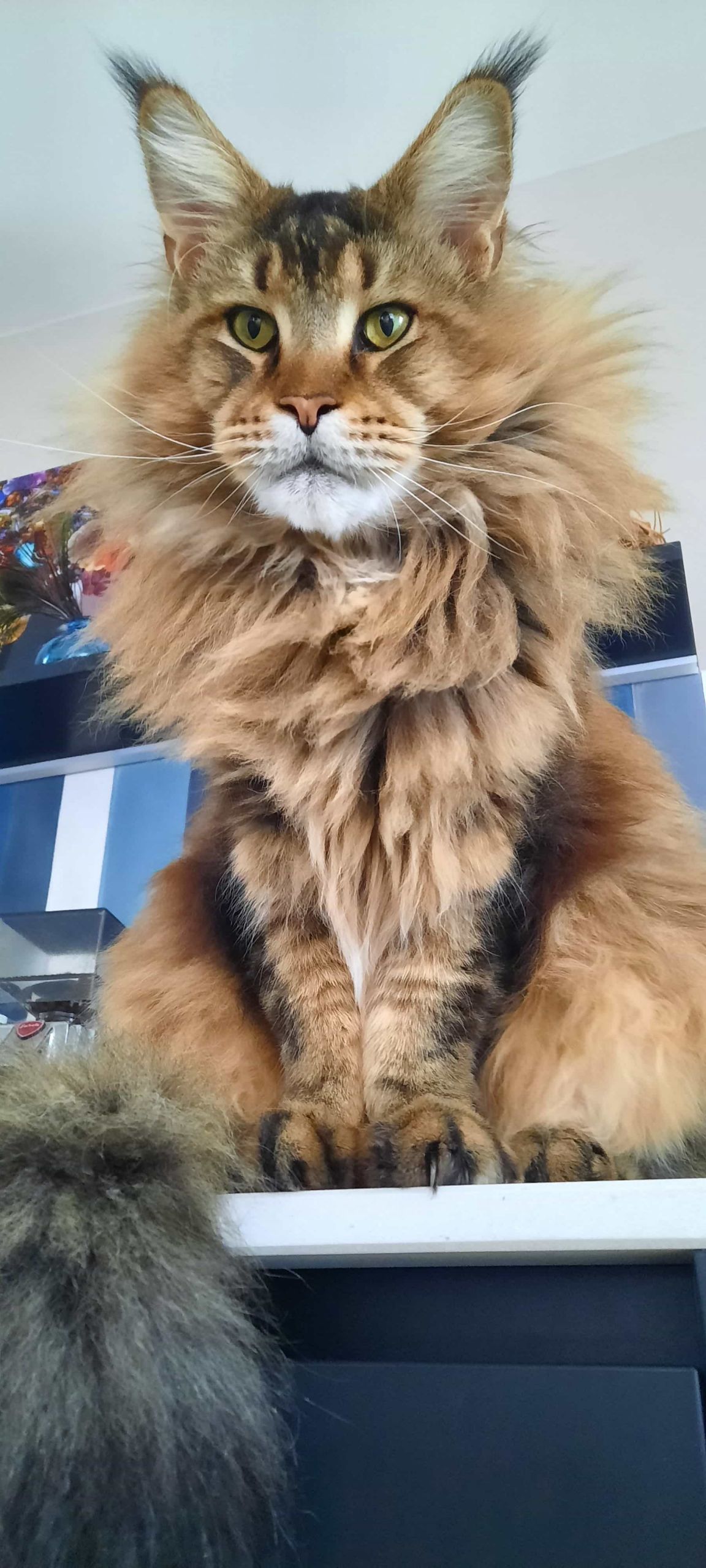 King Arthur of Maine Coon Castle King Arthur of Maine Coon Castle