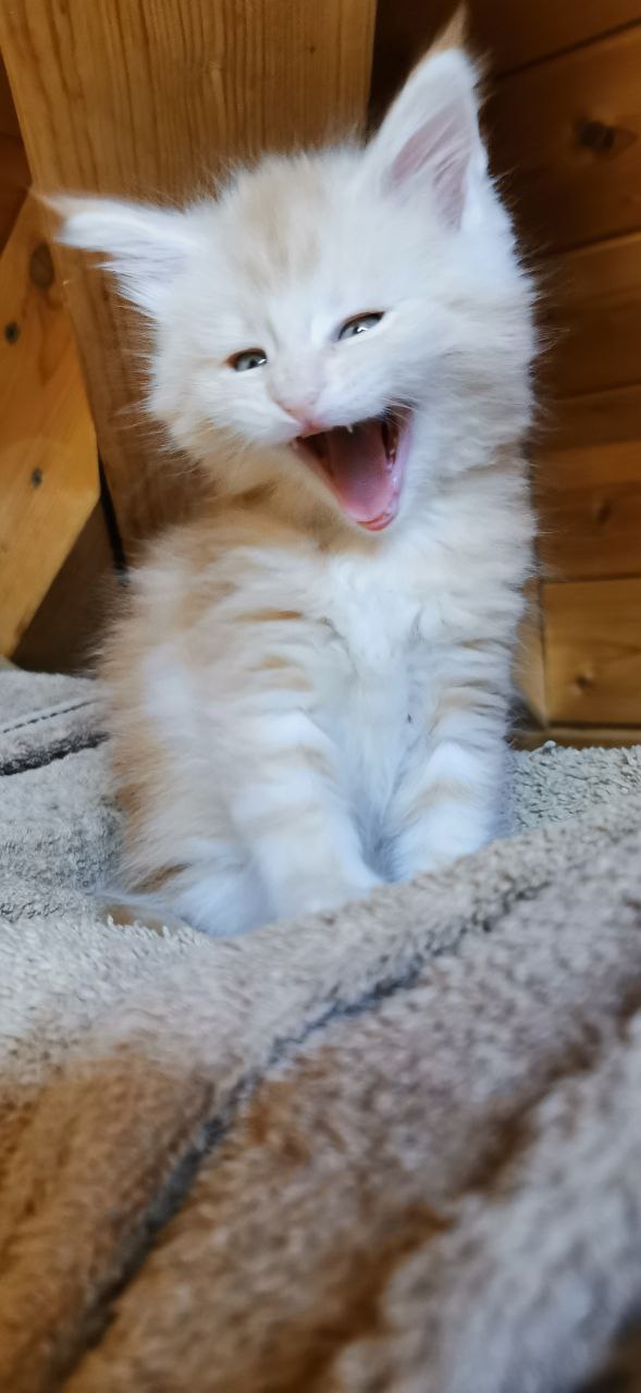 Klein Toni Klein Toni