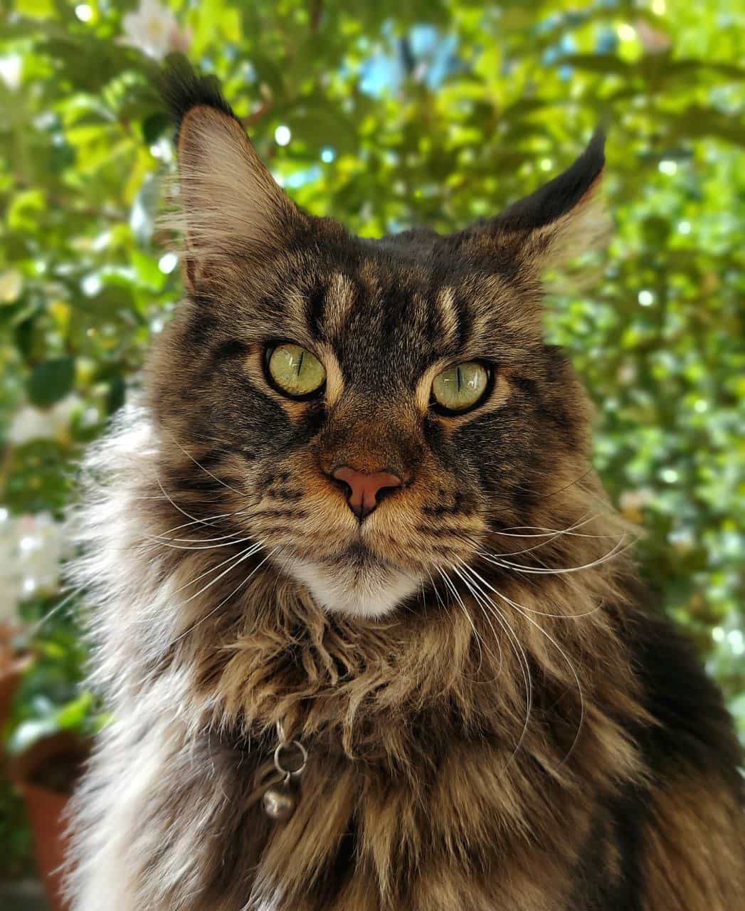 Knubbelschnute at its best Knubbelschnute at its best