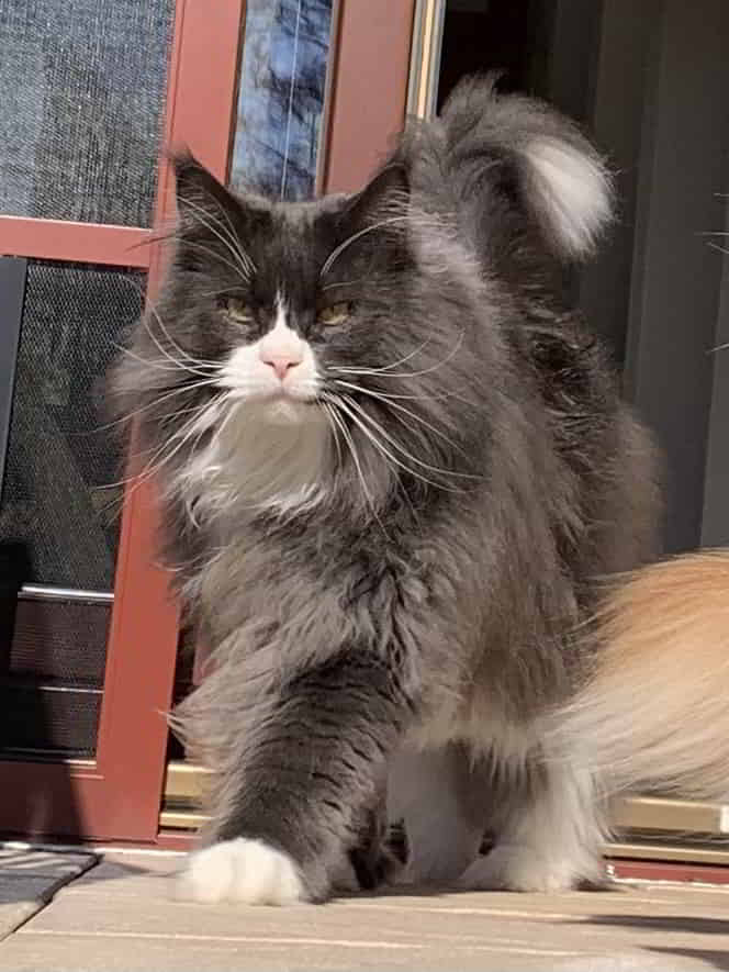 Molly geht die Sonne genießen Molly geht die Sonne genießen