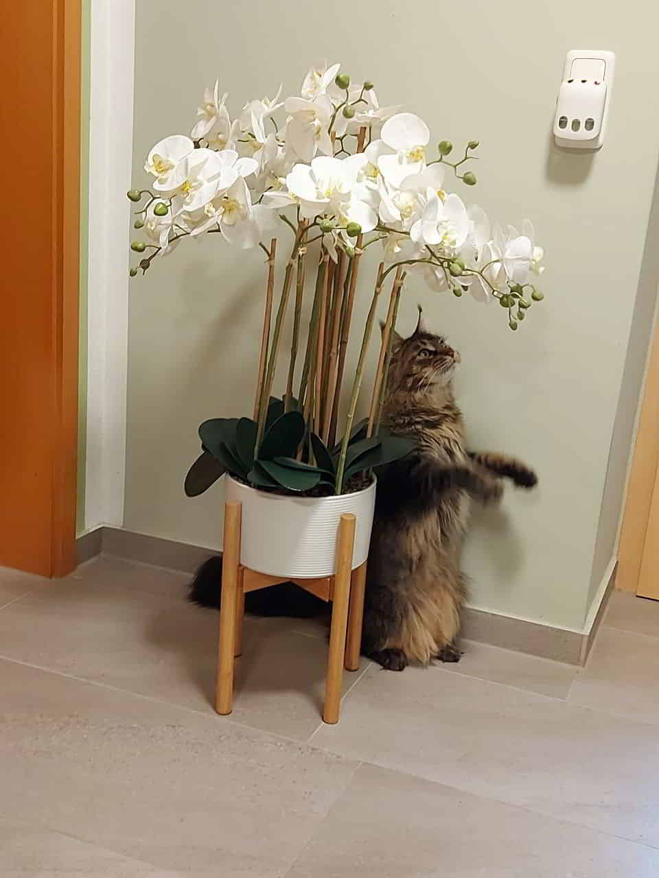 Ozzy macht schon Männel Ozzy macht schon Männel