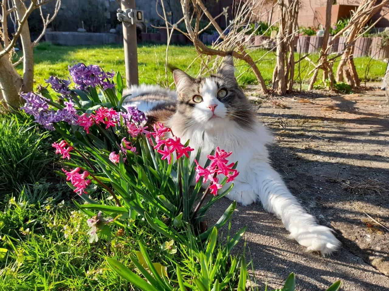 Pelle 2 Jahre alt Pelle 2 Jahre alt