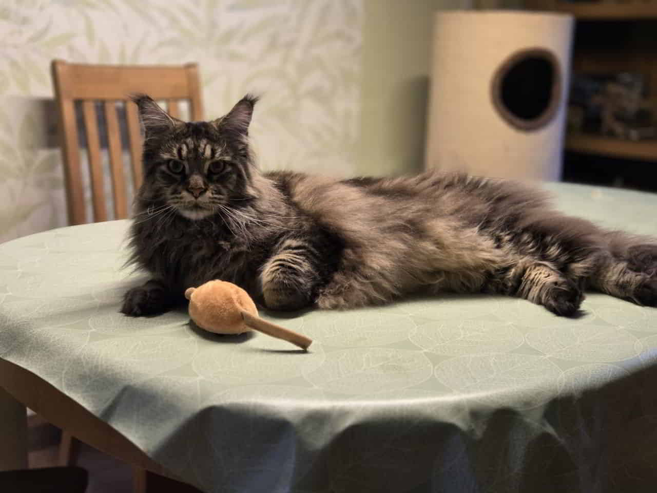 Peppo 2 Jahre alt Peppo 2 Jahre alt