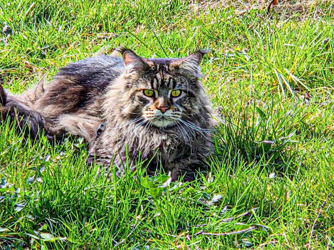Peppo Ausflug in den Garten Peppo Ausflug in den Garten