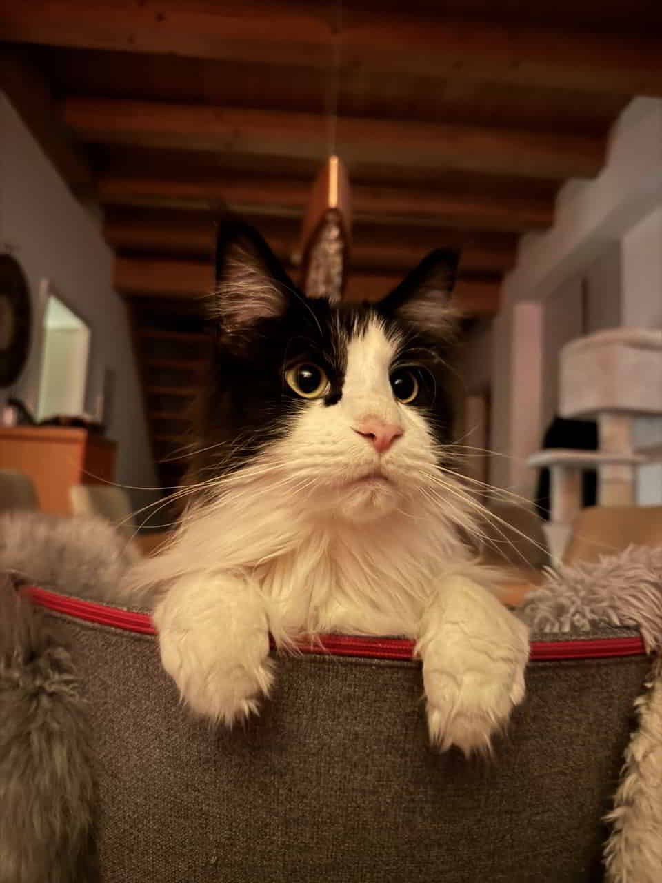 Pippo 2 Jahre alt Pippo 2 Jahre alt