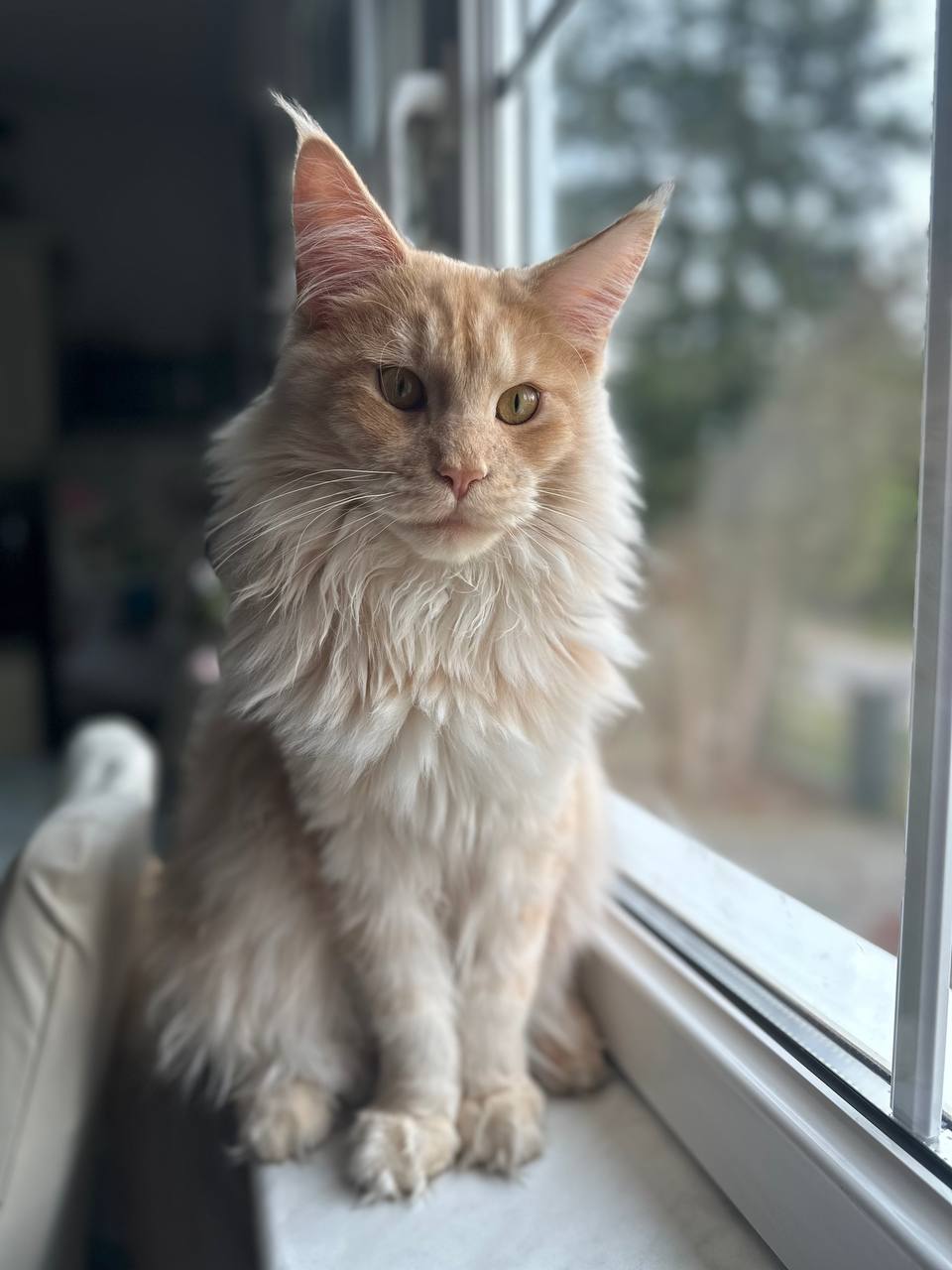 Quiet Fire fast 9 Monate 6,1kg Quiet Fire fast 9 Monate 6,1kg