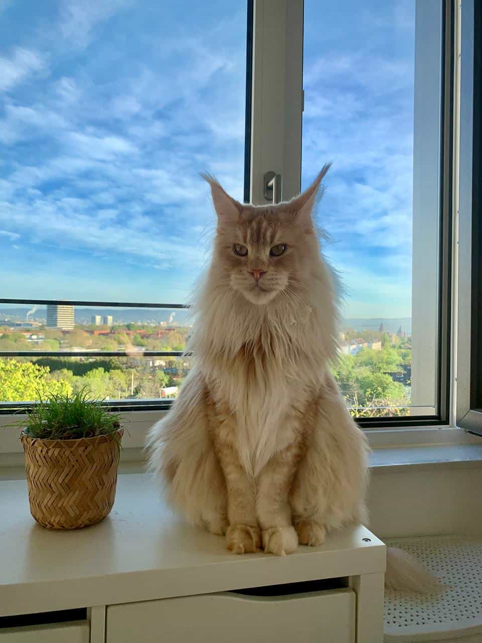 Simba wünscht allen einen sonnigen Tag Simba wünscht allen einen sonnigen Tag