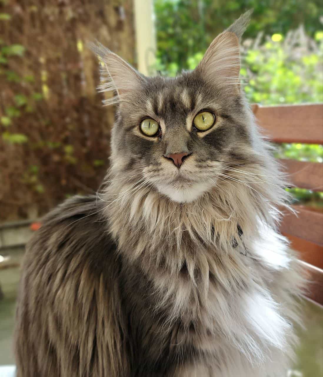 Unangefochtene Chefin Unangefochtene Chefin