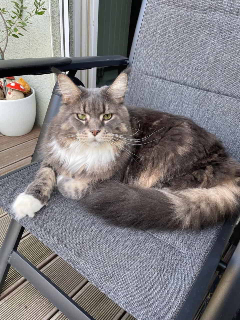 Xira of MCC Xira of MCC