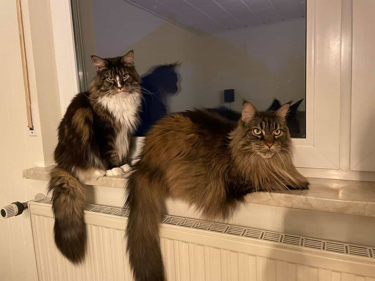 Zimba und Coby Zimba und Coby