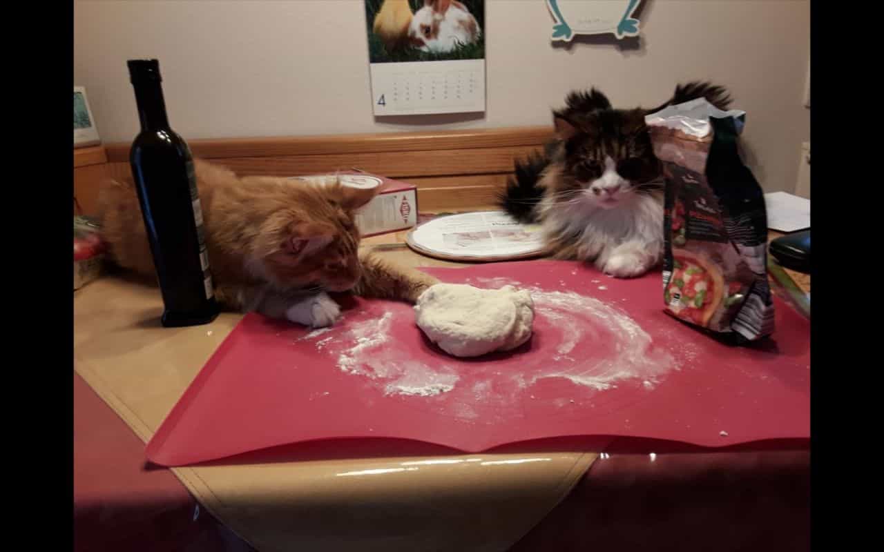 gut erzogen gut erzogen