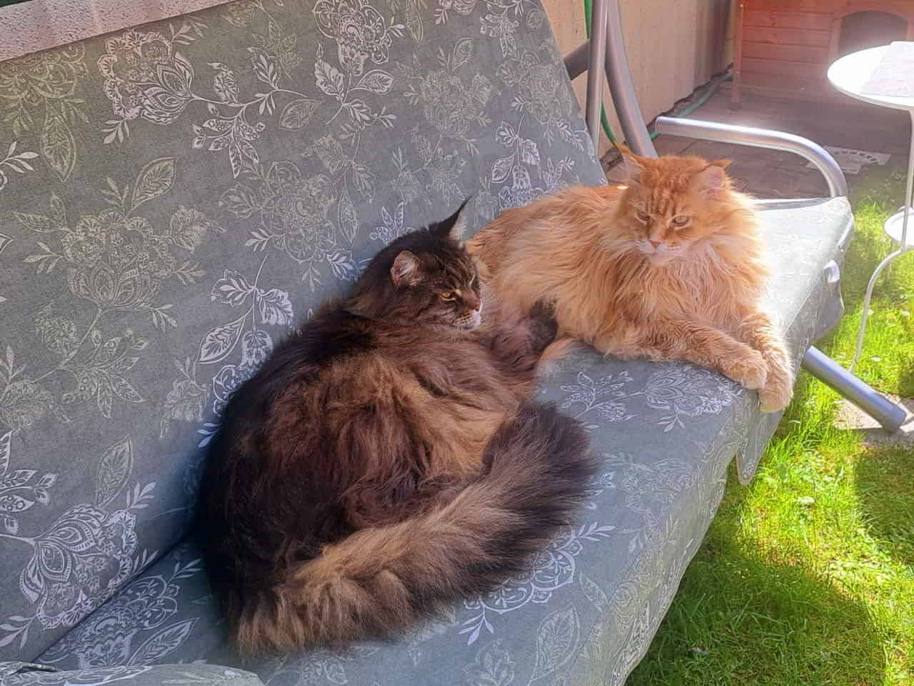 Bruderliebe Bruderliebe