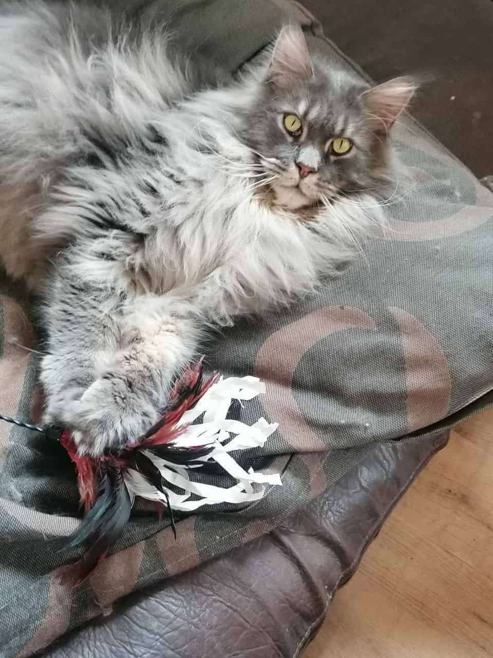 Buddy Jun. macht es sich im Dobermann Bett gemütlich Buddy Jun. macht es sich im Dobermann Bett gemütlich