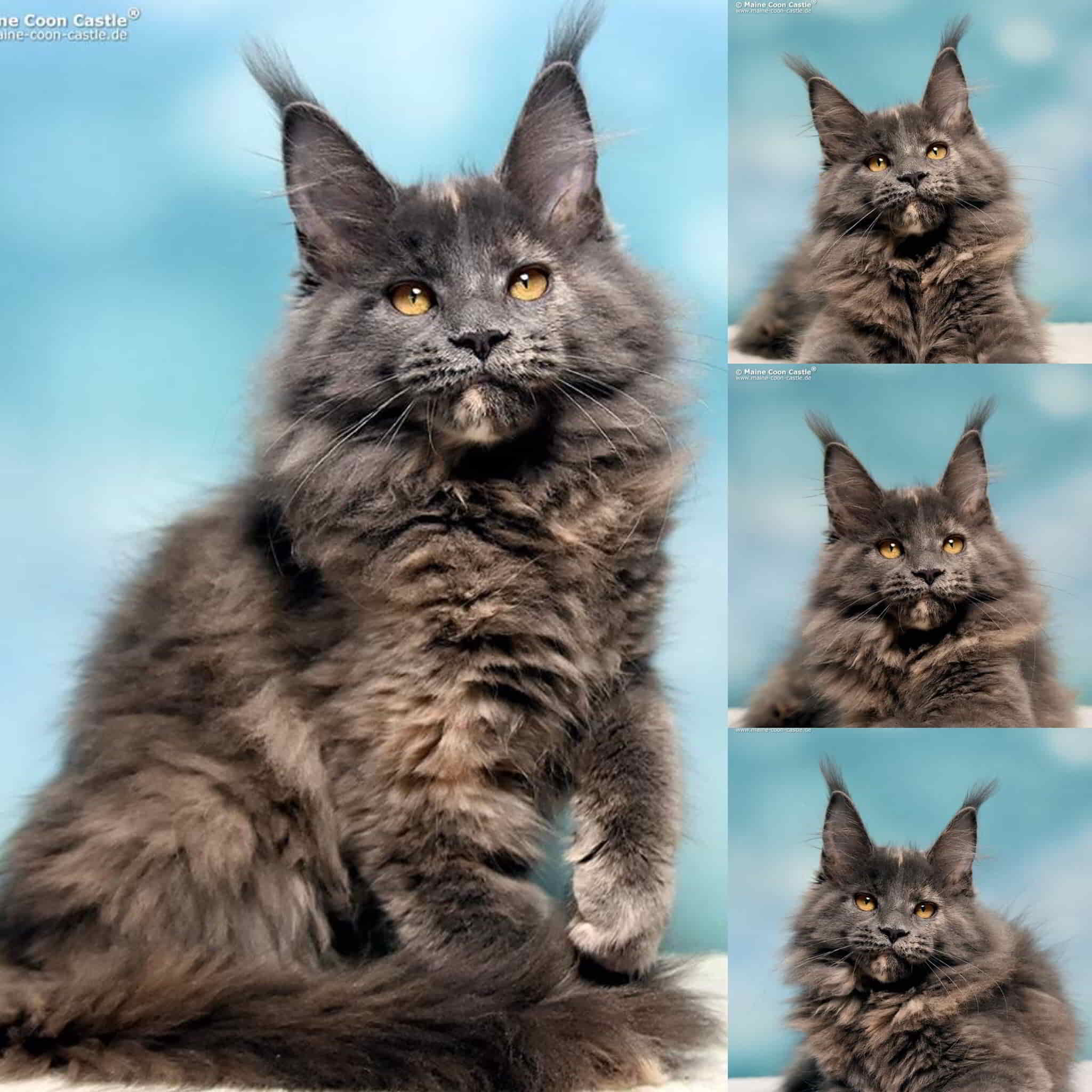 CastleGirl CastleGirl